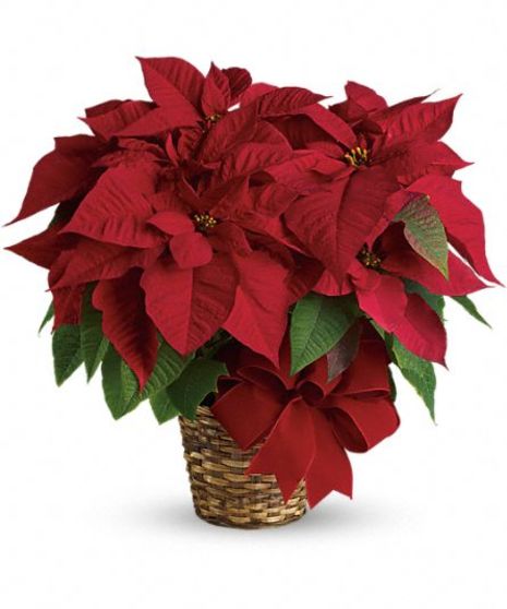 Poinsettia