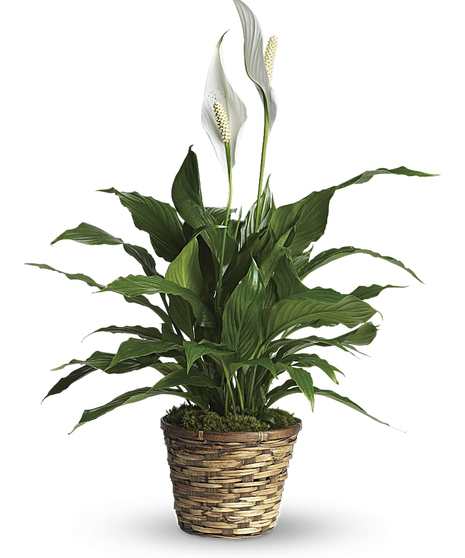 Plant-Blooming Peace Lily