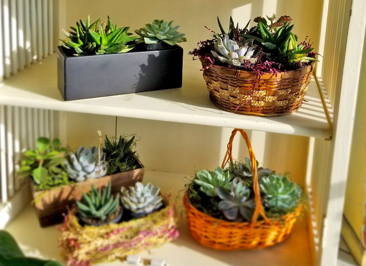 A sunny shelf featuring succulents in a variety of gift basket arrangements